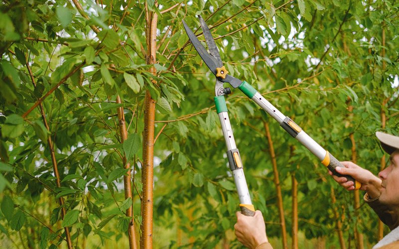 Tree trimming in Uehling, NE